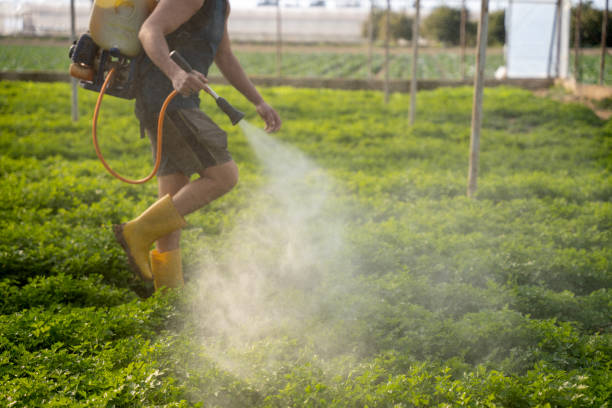 Best Insect Control  in Loxahatchee Groves, FL